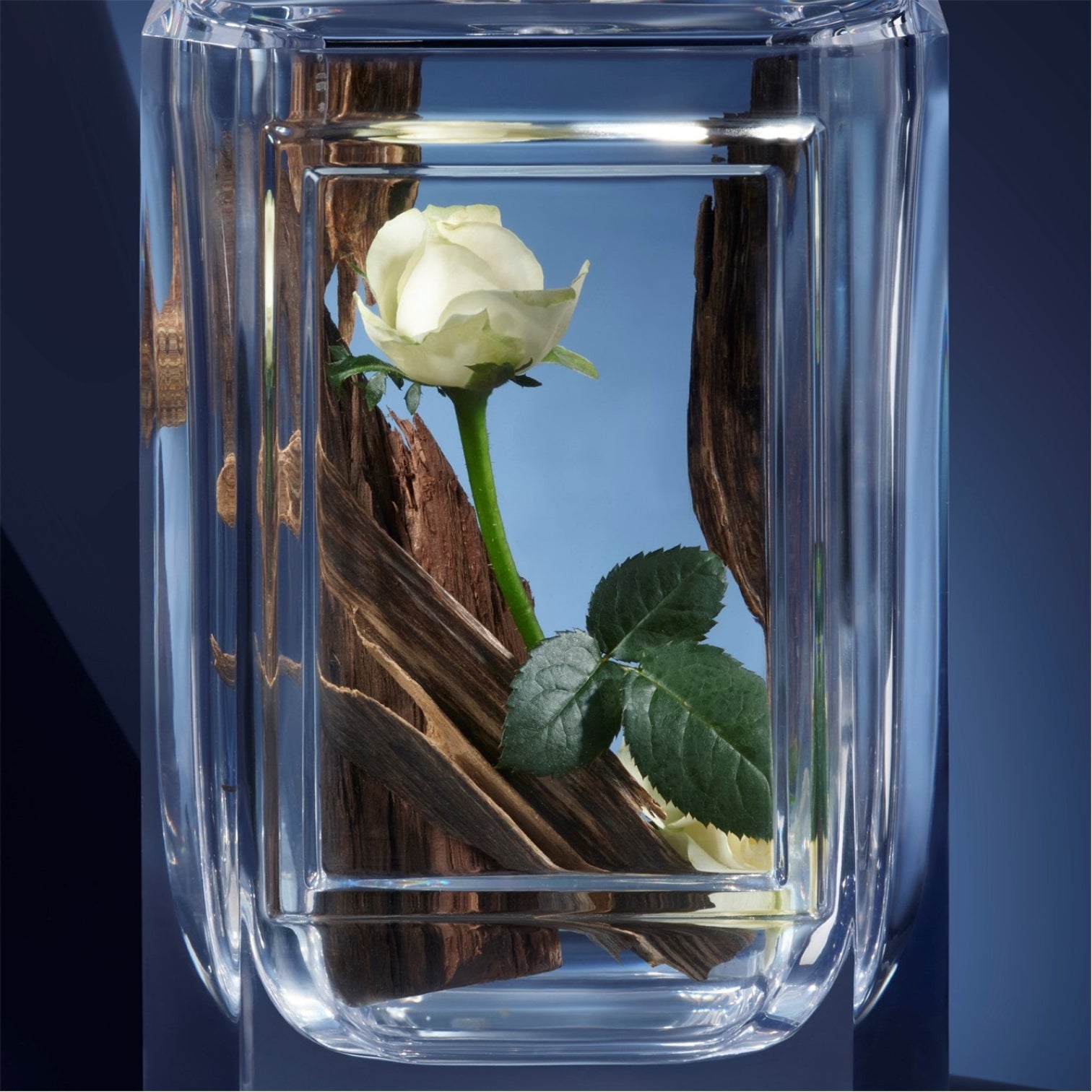 LUXURY HUB PRADA BEAUTY PRADA OLFACTORIES MIRACLE ROSE EAU DE PARFUM